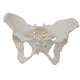 thumbnail image 1 of Modelo de esqueleto de pelvis femenina, modelo médico, , práctico y de , ideal para exhibición y aprendizaje profesional., 1 of 8