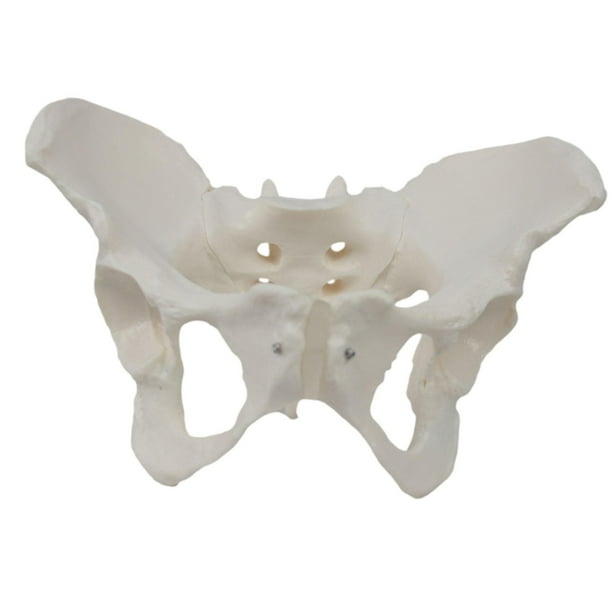 Modelo de esqueleto de pelvis femenina, modelo médico, , práctico y de , ideal para exhibición y aprendizaje profesional.