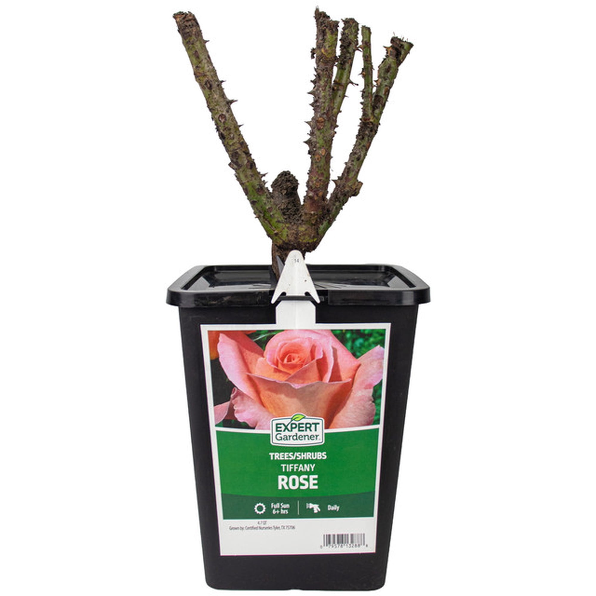 Expert Gardener Dormant Packaged Garden Rose Live Shrub, Assorted, 1 Plant