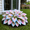 Cream Pink, variant on 500 to 1,500pcs DyeColor Hostas for Planting-(Non-Artificial)-Easy to Grow & Quick Sprouting Ornaments Surprise to Grow Hardy