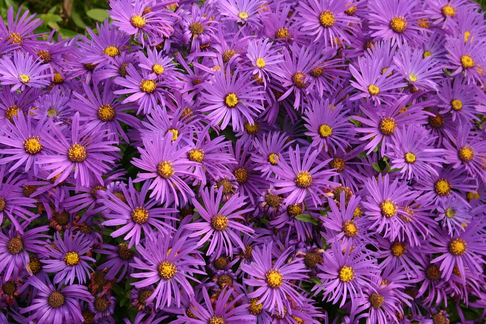 Purple Daisy Autumn Asters Flowers Flowering 12 Inch By 18 Inch