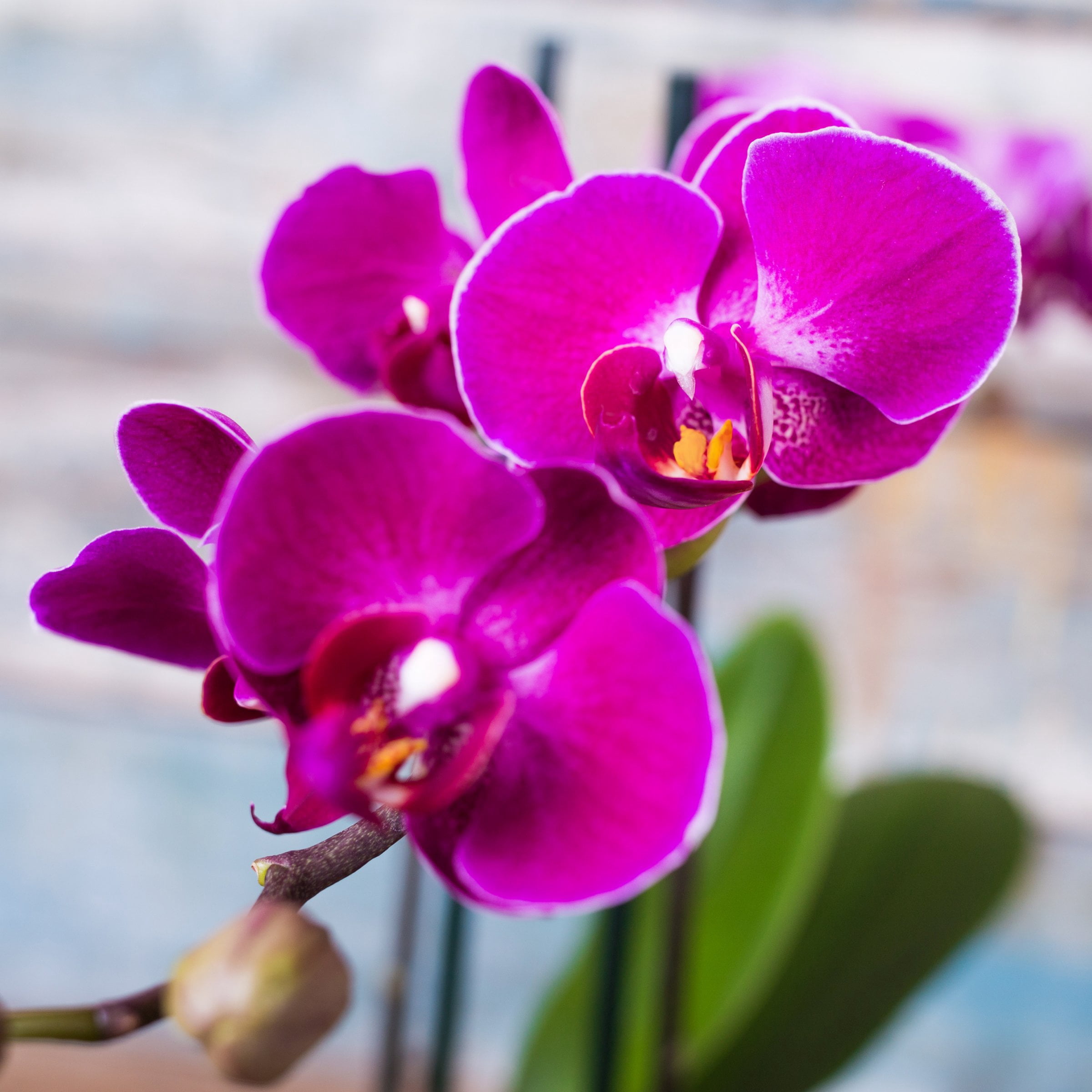 5 in. Superior Multi-Stem Vivid Purple Phalaenopsis Orchid in Luxe Designer Ceramic Planter