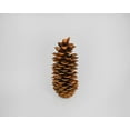 thumbnail image 2 of Pack of 3, Sugar Pine Cones Seconds - Very Long Pine for Home, Office, or Event Decor, 2 of 2