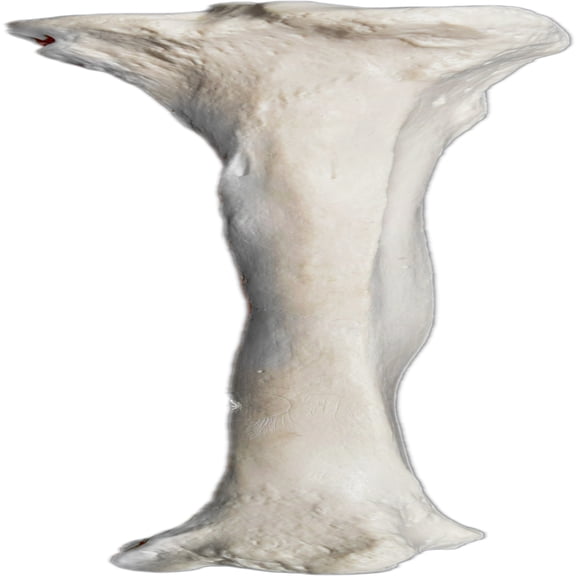 Tibia Bone Model - Right - Anatomically Accurate Human Tibia Bone Replica - Eisco