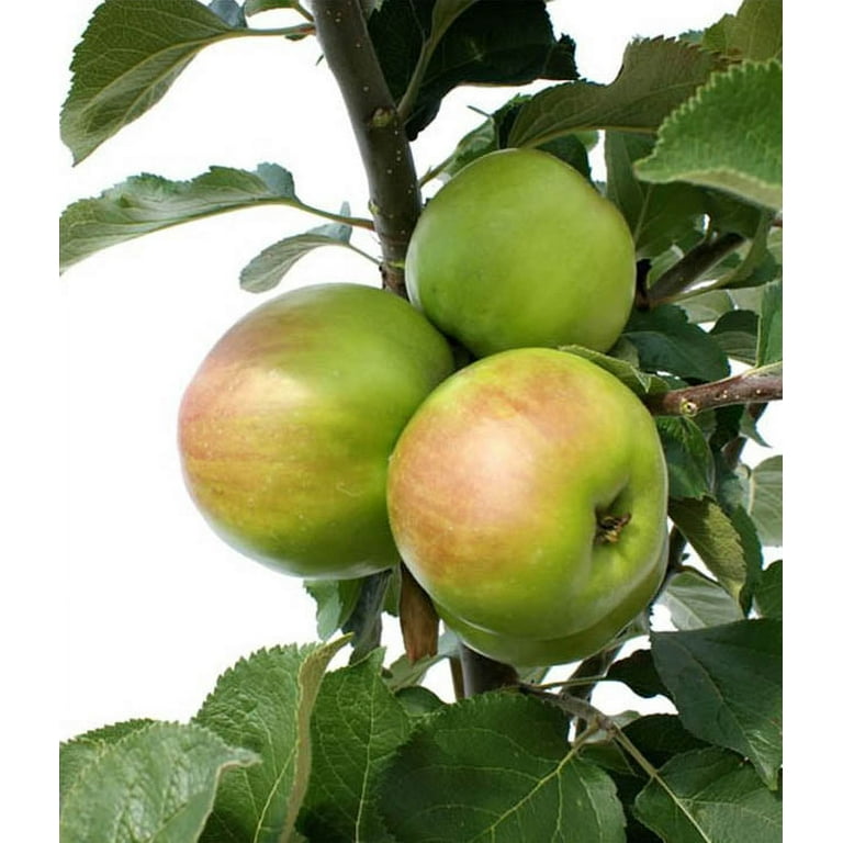 Dwarf Granny Smith Apple Trees for Sale