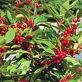 thumbnail image 2 of Direct Gardening Red Sprite Winterberry Shrub Dormant Bare Root Flowering Starter Plant, 2 of 7