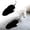 Black-6.29in, variant on Interactive Pet Toy Mouse, Wind Up Moving Automatic Plush Mouse Cat Toy with Furry Tail, Automatic Squeaky Dogs Toys for Pet Indoor Outdoor Exercise