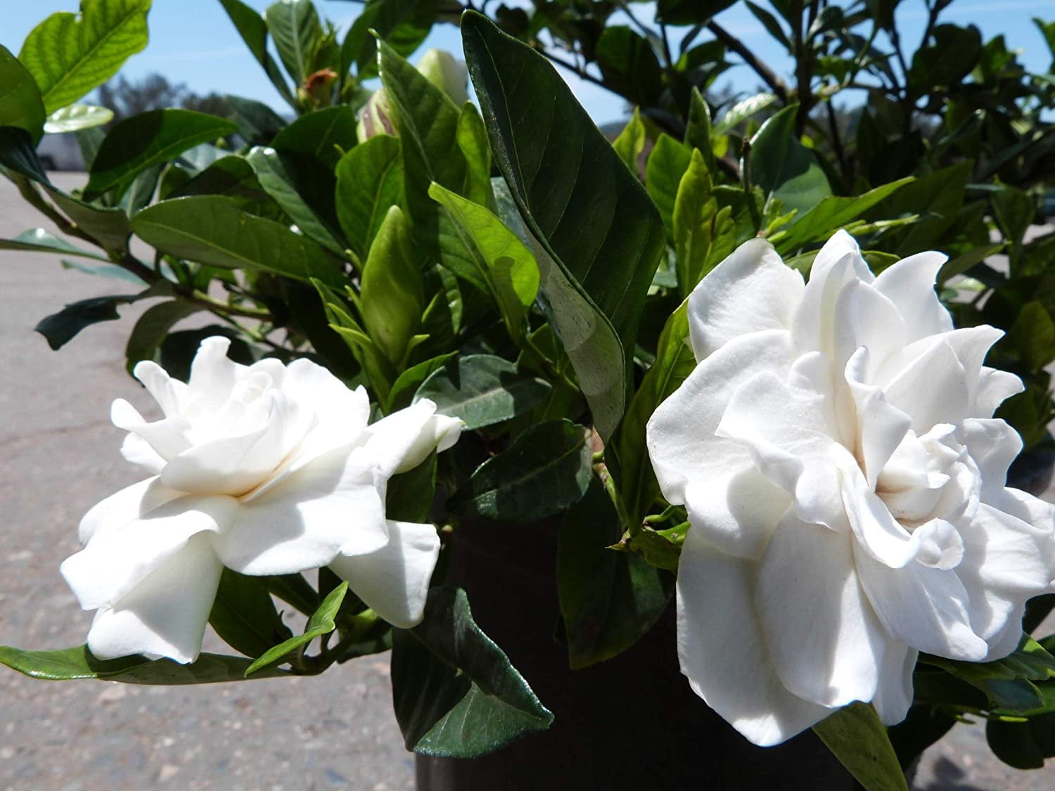 Gardenia Belmont 60 Live Plants Blooming Fragrant Ornamental Shrub