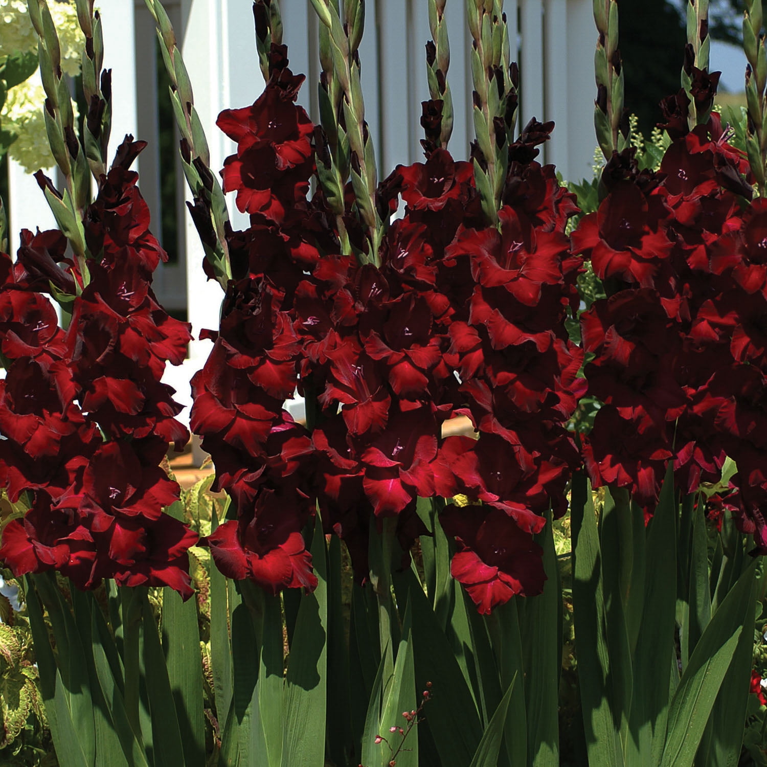 Expert Gardener Gladiolus at Night Set of 16 Dormant Bulbs for Partial Sun, Black Annual