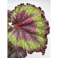 thumbnail image 2 of Harmony's Magic Dragon, Begonia Rex, 4 inch, Multicolor, Painted-Leaf Begonia, Unique Homegrown Exclusive, 2 of 9