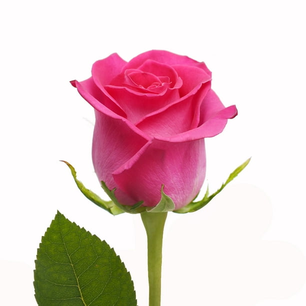 Hot Pink Roses 50 Cm Fresh Cut 50 Stems Walmart Com Walmart Com