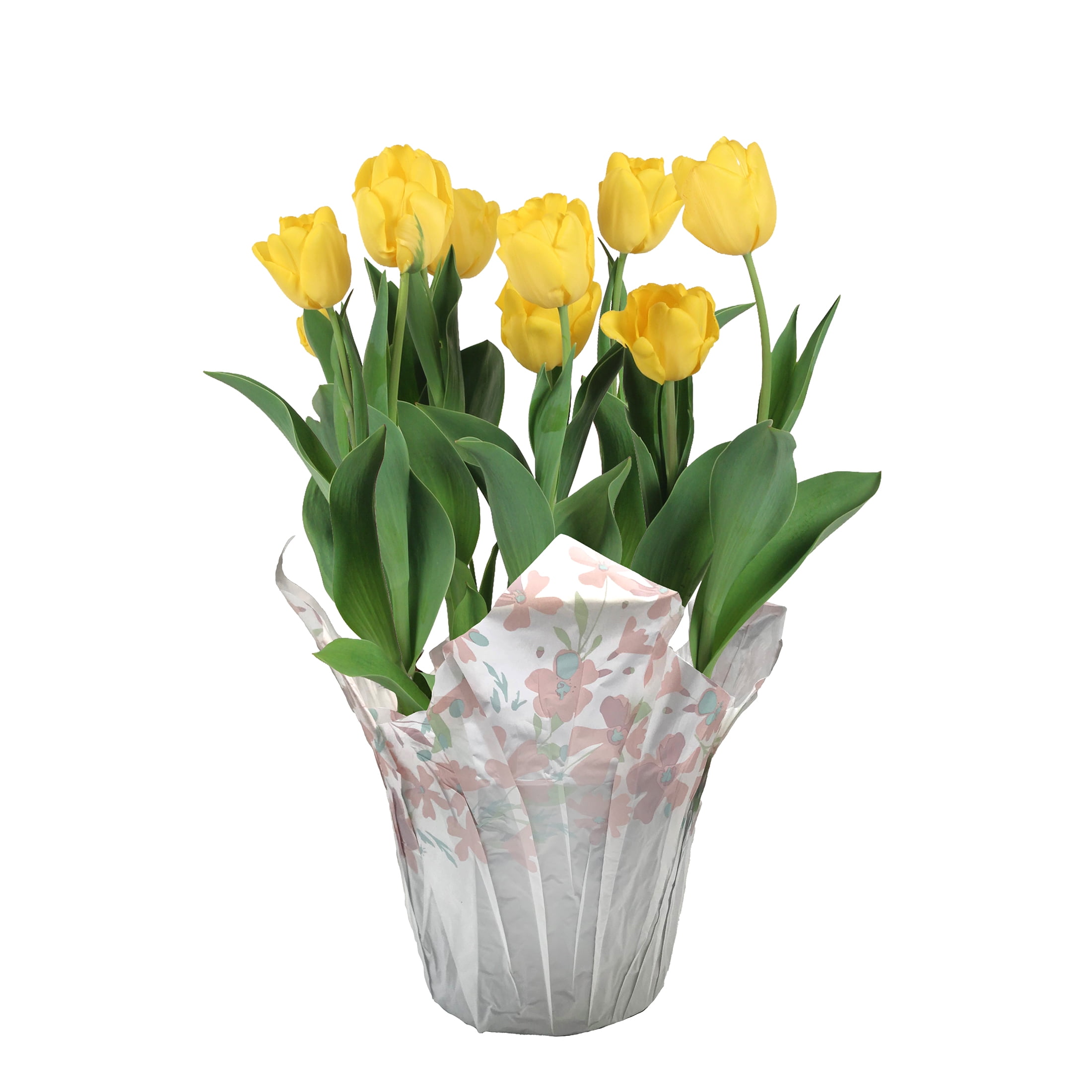 Expert Gardener Yellow Tulip, Live Plants - Walmart.com