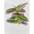 thumbnail image 3 of Bumble Plants 4 Inch Tradescantia Bubblegum Lilac Live Plant in Nursery Pot, 3 of 7