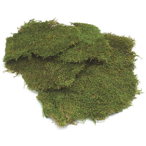 Burton & Burton Floral Sheet Moss Fresh Green 16 Oz Bag