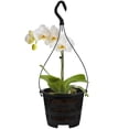 thumbnail image 5 of NIAIZEK 5-Pack Plastic Hanging Flower Pots with Drainage Holes for Orchids, Balcony, Garden, Indoor Plant Containers 17.72x6.3x6.3in, 5 of 6