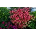 thumbnail image 5 of Nandina Firepower  2 Extra Large 3 Gallon Plants  Nandina Domestica 'Firepower'  Vibrant Foliage All Year  Easy to Grow, 5 of 6
