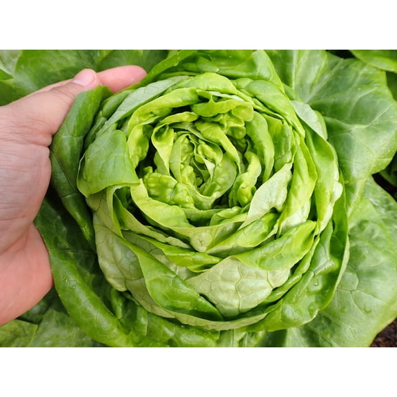 3000 Seeds BUTTERCRUNCH LEAF LETTUCE Lactuca Sativa Vegetable Seeds