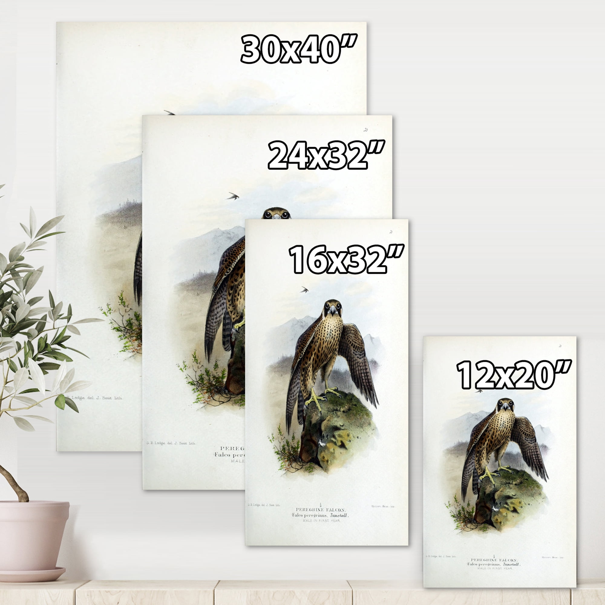 Designart ' Ancient Bird Life VIII ' Traditional Canvas Wall Art Print
