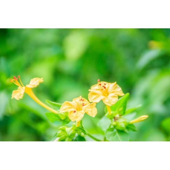 SEEDS - - -Serendipity's 4 O'clock -Yellow Flower 25 Seeds- Mirabilis jalapa -Brilliant Blooms = Serendipity Seeds