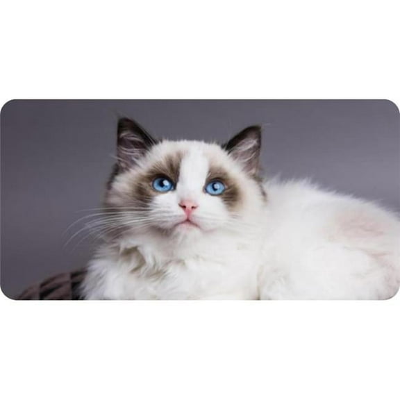 White Cat Blue Eyes Photo License Plate