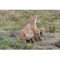 thumbnail image 2 of Jaynes Gallery 32x23 White Modern Wood Framed Museum Art Print Titled - Africa-Tanzania-Serengeti National Park Mother cheetah and young, 2 of 4