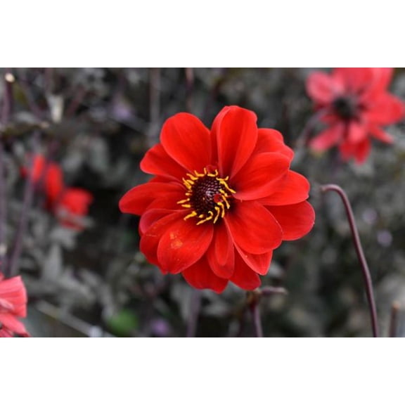 Bishop of Llandaff Dahlia - 1 Root Clump