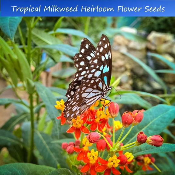 Tropical SEEDS-20 Seeds Tropical Milkweed - Asclepias curassavica -Annual  -Perennial Wildflower - Butterflies