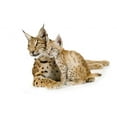 thumbnail image 2 of Lynx and Her Cub Wall Decal by Wallmonkeys Peel and Stick Graphic (24 in W x 18 in H) WM50714, 2 of 4