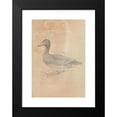thumbnail image 2 of James Sowerby 11x14 Black Modern Framed Museum Art Print Titled - Ferruginous Duck, 2 of 5