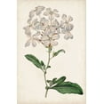 thumbnail image 2 of Ridgeway 13x18 White Modern Wood Framed Museum Art Print Titled - Antique Botanical Collection VIII, 2 of 4