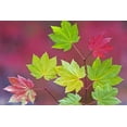 thumbnail image 2 of Paulson, Don 24x17 Black Ornate Wood Framed with Double Matting Museum Art Print Titled - OR, Willamette NF Vine maple leaves in autumn, 2 of 4