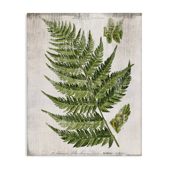 Stupell Industries Distressed Fern Leaf Plants & Flowers Painting Wrapped Canvas Art Print Wall Art, 16 x 20