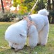 thumbnail image 3 of Puppy harness, cat harness and leash for walking escape proof, small dog harness and leash set, 3 of 4