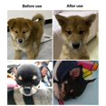 thumbnail image 5 of Dog Ear Stand Fixed Support Correction Vertical Tool For Doberman Pinscher Dog Samoyed Great Dane, 5 of 5