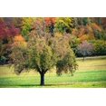 thumbnail image 2 of Murdock, Ramona 24x17 White Modern Wood Framed Museum Art Print Titled - Tree in the Pasture, 2 of 4