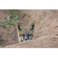 thumbnail image 2 of Grall, Don 32x23 White Modern Wood Framed Museum Art Print Titled - Colorado, Pike NF Shy red fox kit near den site, 2 of 4