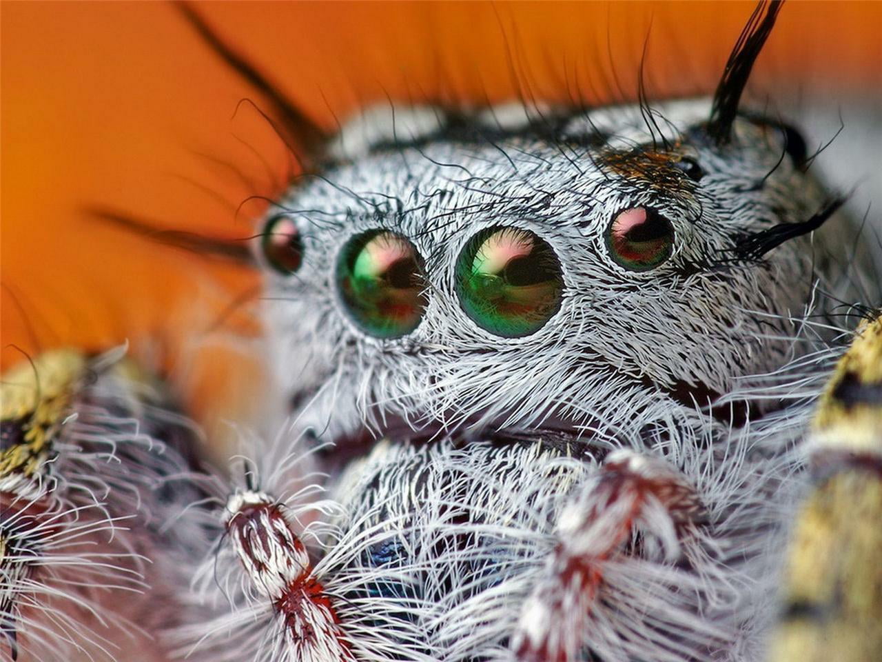 Acrylic Face Mounted Prints Crazy Eyes Spider Man Legs Web Scary Cool ...