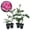 4 Plants, variant on Miss Congeniality Rose Bush - Live Starter Plant in a 2 Inch Growers Pot - Beautifully Fragrant Grandiflora Rose - A Versatile Beauty with a Rich Fragrance