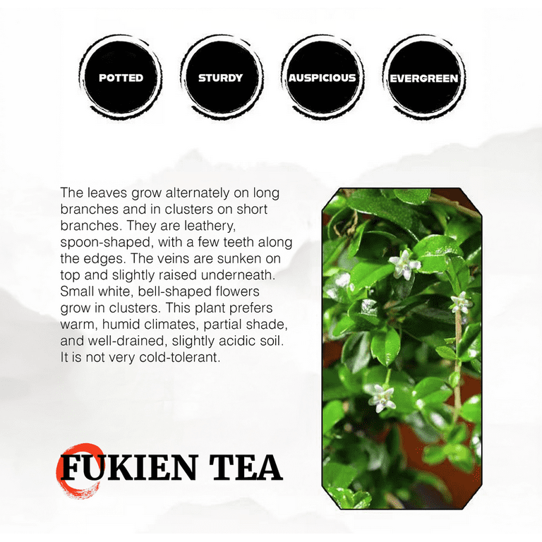Fukien Tea Plant: Authentic Asian Charm, Delicate Nigeria | Ubuy