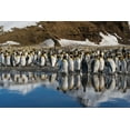 thumbnail image 2 of Jaynes Gallery 24x17 Black Ornate Wood Framed with Double Matting Museum Art Print Titled - Antarctica-South Georgia Island-Salisbury Plain King penguins reflect in meltwater pond, 2 of 4