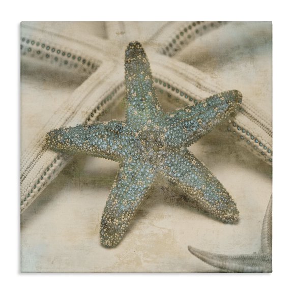 Stupell Industries Coastal Distressed Texture Starfish Canvas Art, 24 x 24, by Ziwei Li