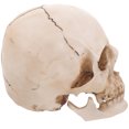 thumbnail image 4 of CIMAXIC halloween Simulation Resin Lifesize 1:1 Human Skull Model Medical Anatomical Tracing Teaching Skeleton Halloween Decoration Statue,6.3"X5.91"X5.91", 4 of 5