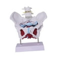 thumbnail image 4 of Yinanstore Female Pelvis Model Learning Display Medical Teaching Skeleton Medical Model Style D, 4 of 8
