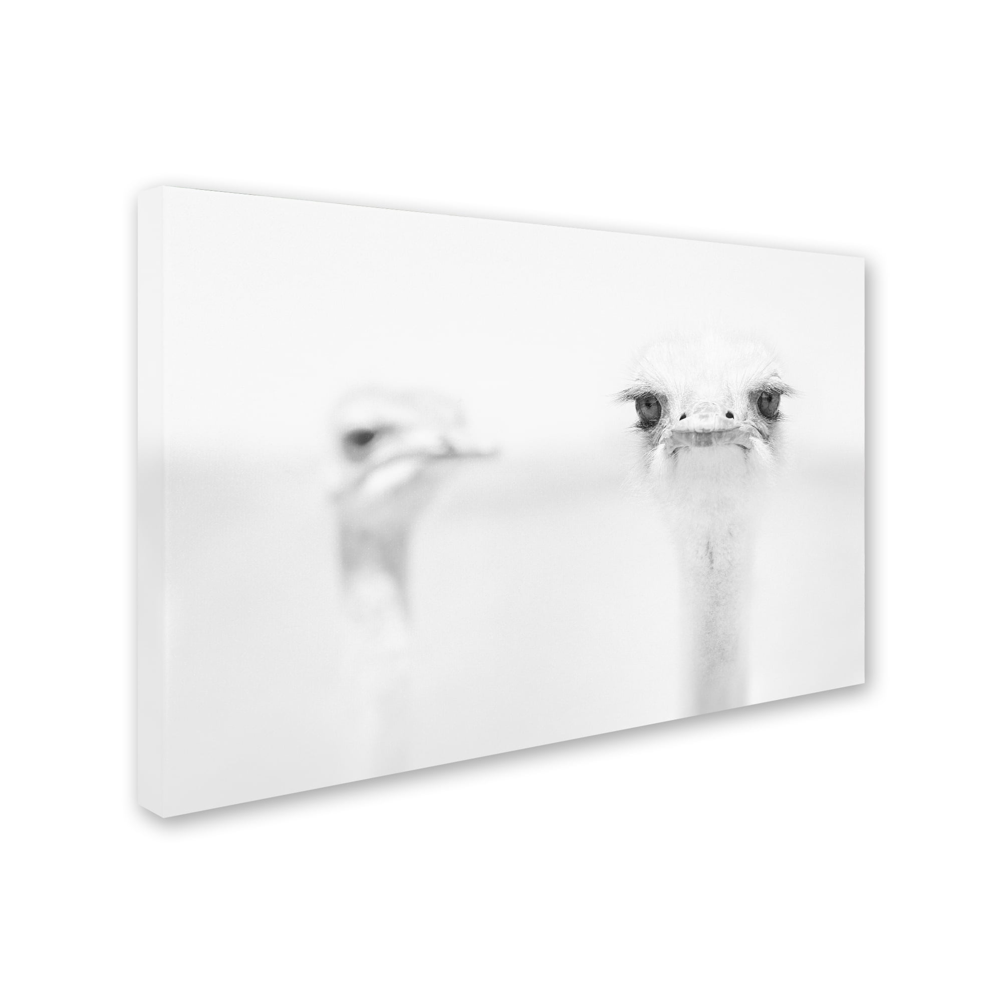 Trademark Fine Art 'Funny Ostrich' Canvas Art by Carlo Tonti