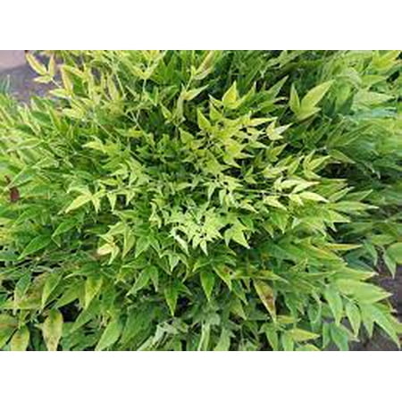 First Editions 2g Nandina Cool Glow Lime