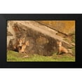 thumbnail image 2 of Aledanda 18x12 Black Modern Framed Museum Art Print Titled - Fox Cubs I, 2 of 5