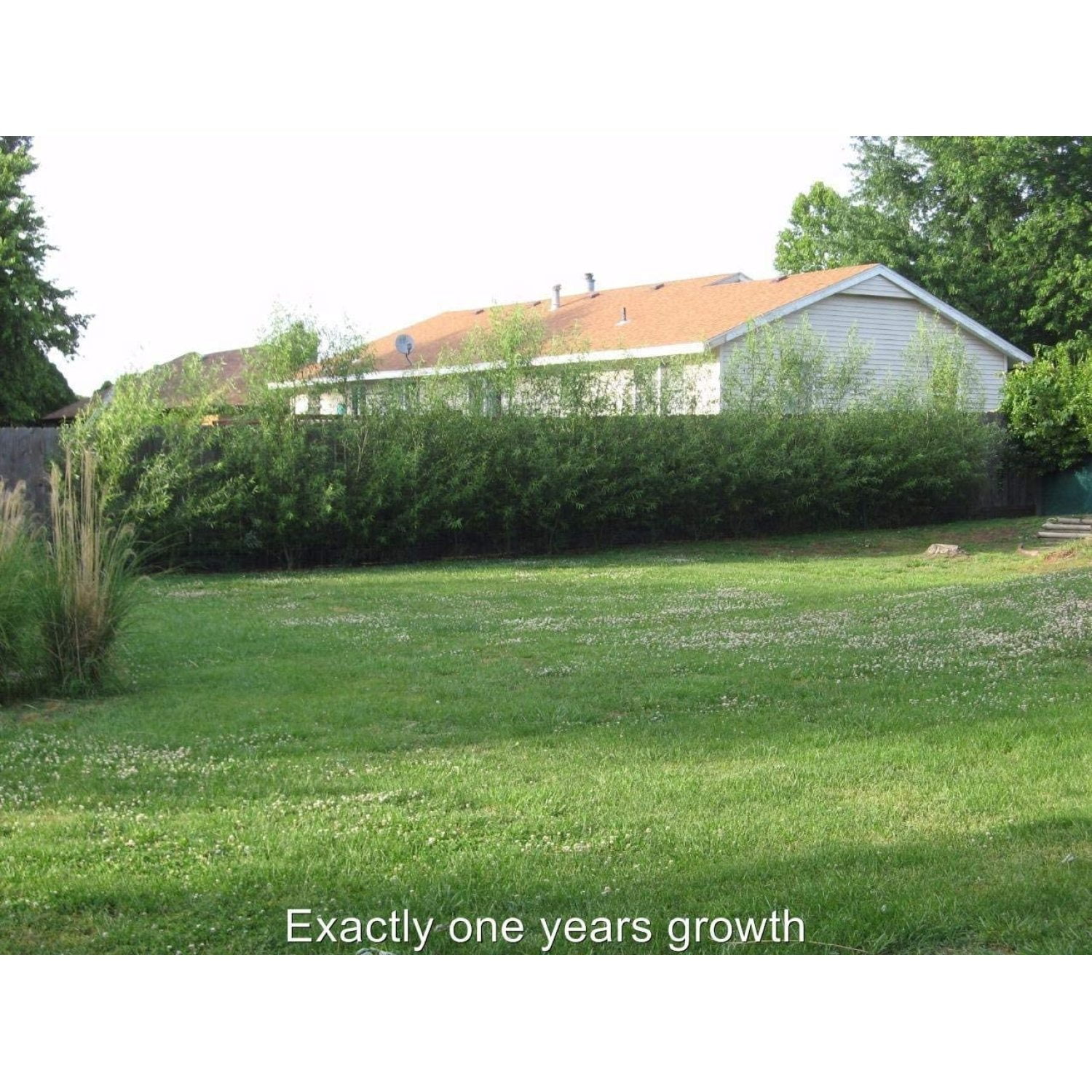 50 Austree s, Fastest Growing Shade or Privacy Tree Austree 50 Live