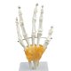 thumbnail image 2 of Modelo de la articulación de la mano humana médica de tamaño natural con base y ligamentos funcionales, material didáctico de biología / c Baoblaze Juguetes educativos para niños, 2 of 6