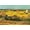 Unframed, variant on Art.com Harvest At La Crau with Montmajour In The Background Art Print by Vincent van Gogh, 24" x 16"
