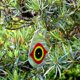 thumbnail image 4 of Horrible ojo de depredador para asustar a los pájaros, dispositivos colgantes disuasivos para pájaros, mantener a los pájaros alejados de tu almacén de ventanas de jardín de graneros (paquet, 4 of 4